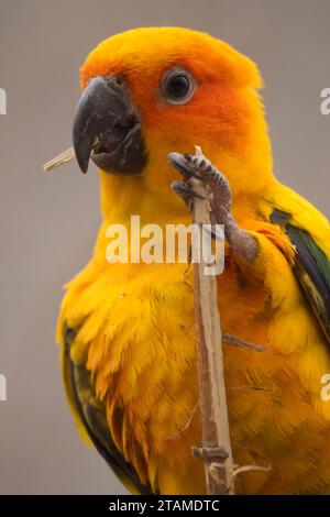 Sun conure (Aratinga solstitialis), Tracy Aviary, Liberty Park, Salt Lake City, Utah Banque D'Images