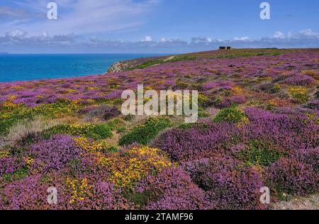 Bruyère colorée et gorse en fleurs avec l'installation allemande de la Seconde Guerre mondiale sur les falaises près de Plemont, Jersey côte nord, îles Anglo-Normandes, Royaume-Uni Banque D'Images