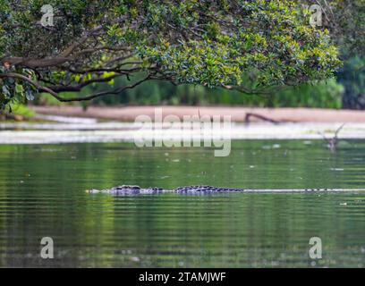 Un crocodile d'eau salée (Crocodylus porosus) dans un estuaire de rivière. Queensland, Australie. Banque D'Images