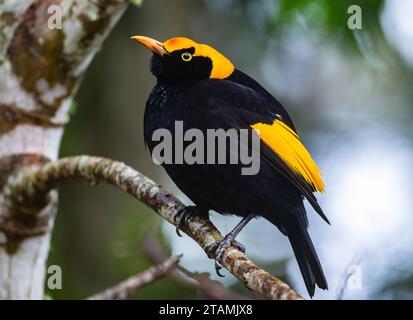 Un bowerbird régent (Sericulus chrysocephalus) mâle de couleur vive perché sur une branche. Queensland, Australie. Banque D'Images