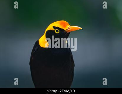 Gros plan sur un mâle de couleur vive Regent Bowerbird (Sericulus chrysocephalus). Queensland, Australie. Banque D'Images