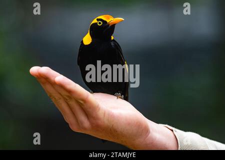Un mâle de couleur vive Regent Bowerbird (Sericulus chrysocephalus) perché sur une main. Queensland, Australie. Banque D'Images