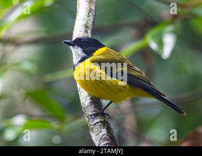 Whistler doré mâle (Pachycephala pectoralis) perché sur une branche. Queensland, Australie. Banque D'Images