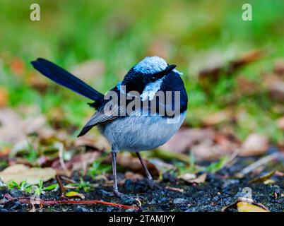 Un mâle superbe Fairywren (Malurus cyaneus) à l'état sauvage. Queensland, Australie. Banque D'Images