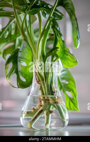 Germe plante Monstera masque de singe dans un vase en verre, boutures de tige dans l'eau éclairée par une lumière vive Banque D'Images