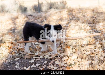 Baby Dog Puppy Australian Shepherd Husky à l'extérieur de l'automne feuilles Heterochromia Stick mastication fetch large Branch Banque D'Images