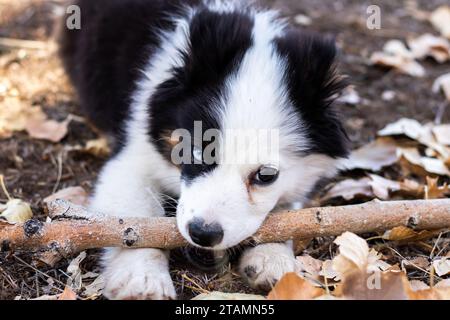 Baby Dog Puppy Australian Shepherd Husky à l'extérieur de l'automne feuilles Heterochromia Stick mastication fetch large Branch Banque D'Images