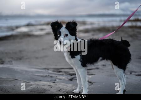 Mini Australian Shepherd miniature Aussie Puppy Dog Canine Noir et blanc en laisse à la plage de Lake Winter Banque D'Images