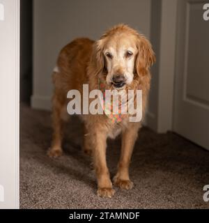 Grand visage de chien drôle Underbite Banque D'Images