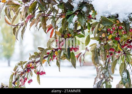 Red Berry Tree Branch feuilles vertes enneigées Banque D'Images