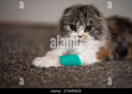 Bandage pour chat Cast Wound Sick Vet Heal Cute Scottish Fold Calico Kitten Tongue Out regarder la caméra gros plan Portrait Banque D'Images