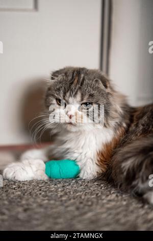 Bandage pour chat Cast Wound Sick Vet Heal Cute Scottish Fold Calico Kitten Squinty face Banque D'Images