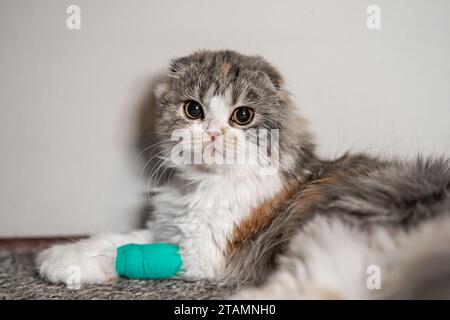 Portrait Cat bandage Cast Wound Sick Vet Heal Cute Scottish Fold Calico Kitten Banque D'Images