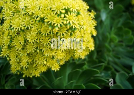 Succulent à fleur jaune Banque D'Images