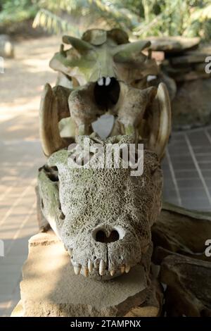 Crâne d'animal sauvage, crocodile du Nil, Crocodylus niloticus, éducation à la faune, exposition au Lodge de safari africain, reptile d'eau dangereux Banque D'Images