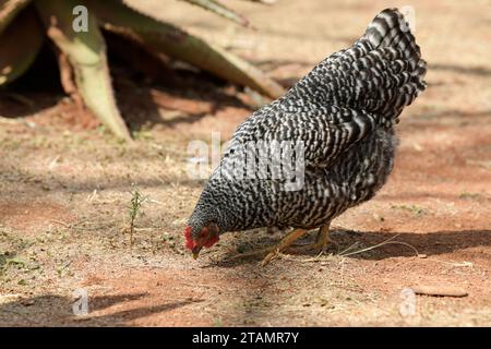 Alimentation du poulet, volaille biologique en liberté, animal de ferme, volaille domestique, viande blanche, source de protéines, recherche de poules, élevage de l'Afrique du Sud Banque D'Images