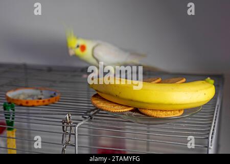 banana se trouve sur la cage à oiseaux près du cockatiel Banque D'Images