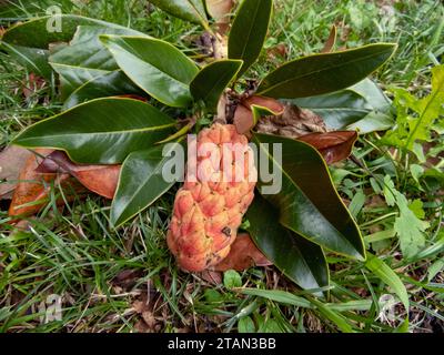 Magnolia grandiflora, magnolia du sud ou Laurier agrégat de fruits et feuilles brillantes. Une branche brisée par le vent repose sur le sol dans le gard Banque D'Images