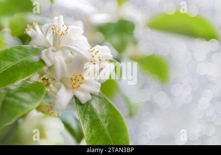 Bouquet de fleurs et de bourgeons blancs d'arbre orange. Calamondin fleurit sur le fond flou de bokeh. Banque D'Images