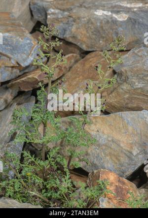 Figwort français, Scrophularia canina ssp. Hoppii, en fleur sur éboulis calcaire, Alpes italiennes. Banque D'Images