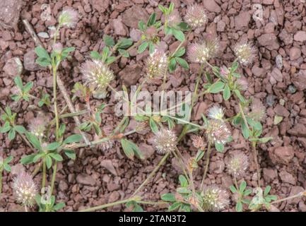 Trèfle pied de lièvre, Trifolium arvense, en fleur sur rive sèche ensoleillée. Banque D'Images