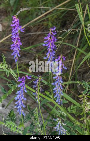 Vetch touffetée, Vicia cracca en fleur Banque D'Images