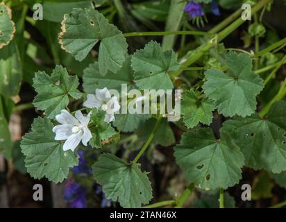 Mauve nain, Malva neglecta en fleur sur banc sec. Banque D'Images