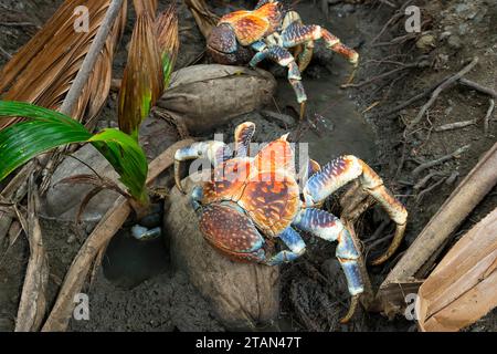 Crabes cocotiers géants ou crabes volants (Birgus latro) sur le sol de la forêt tropicale, île Christmas, Australie Banque D'Images