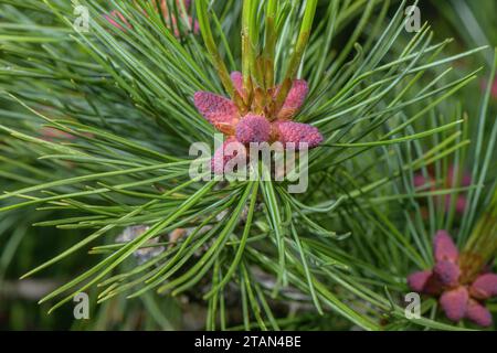 Fleurs mâles du pin d'Arolla, Pinus cembra, au printemps. Banque D'Images