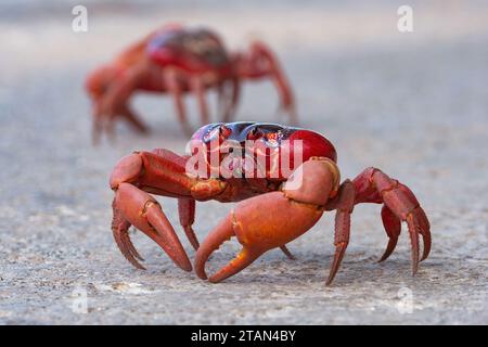 Crabe rouge (Gecarcoidea natalis) traversant la route lors de sa migration annuelle, île Christmas, Australie Banque D'Images