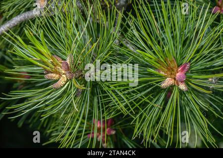 Fleurs mâles du pin d'Arolla, Pinus cembra, au printemps. Banque D'Images