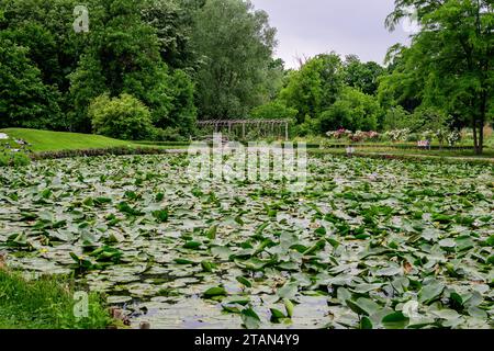 Paysage vif dans Alexandru Buia jardin botanique de Craiova dans le comté de Dolj, Roumanie, avec lac, nénuphars et grands tres verts dans un beau s. Banque D'Images