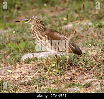 Héron d'étang indien (Ardeola grayii) en attente de proies près d'un plan d'eau : (pix Sanjiv Shukla) Banque D'Images