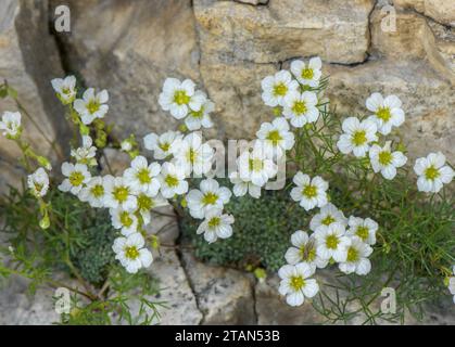 Saxifrage bleu, Saxifraga caesia, en fleur sur falaise calcaire, Monte Baldo. Banque D'Images