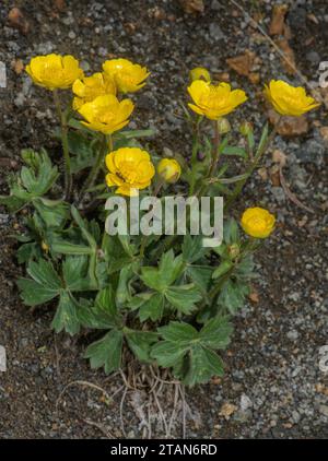 Buttercup de montagne, Ranunculus montanus en fleur sur éboulis acide, dans les Dolomites. Banque D'Images