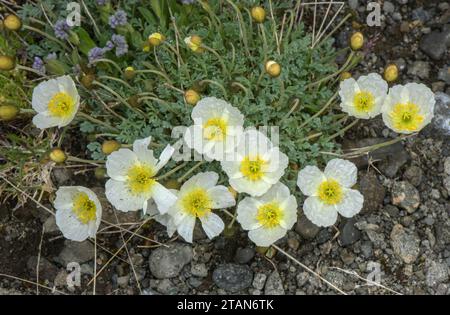 Coquelicot alpin, Papaver alpinum, forme blanche en fleur, Dolomites. Banque D'Images