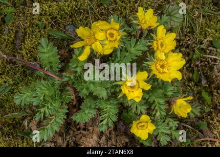 Evens rampants, Geum reptans en fleur haut dans les Dolomites. Banque D'Images