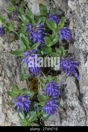 Paederota bleuté, Veronica bonarota en fleur sur falaise calcaire, Monte Baldo, Italie. Banque D'Images