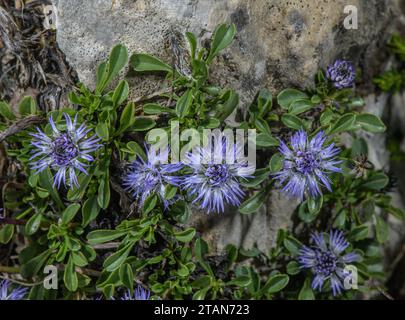 Globularia matte, Globularia cordifolia en fleur. Banque D'Images