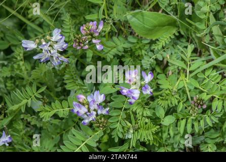 Vetch alpine, Astragalus alpinus en fleur dans les hautes pâturages, Dolomites. Banque D'Images