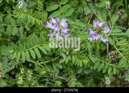 Vetch alpine, Astragalus alpinus en fleur dans les hautes pâturages, Dolomites. Banque D'Images