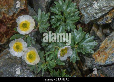 Glacier Crowfoot, Ranunculus glacialis en fleur sous la pluie, à 2500m sur le col du Stelvio, Italie. Banque D'Images