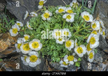 Glacier Crowfoot, Ranunculus glacialis en fleur sous la pluie, à 2500m sur le col du Stelvio, Italie. Banque D'Images