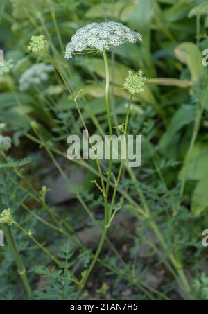 Carotte lunaire, Seseli libanotis, en fleur. Banque D'Images