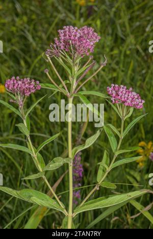 Asclépiade marécageuse, Asclepias incarnata en fleur dans un pré humide ; USA. Banque D'Images