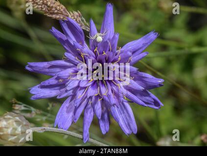 Cupidone bleue, Catananche caerulea, en fleur sur rive sèche. Plante éternelle. Banque D'Images