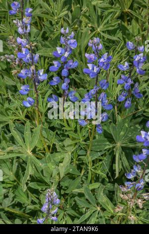 Lupin Nootka, Lupinus nootkatensis en fleur dans les Alpes. De l'Alaska. Banque D'Images