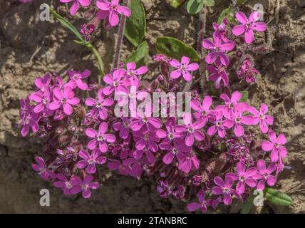 Savonnette de roche, Saponaria ocymoides, en fleur dans les Alpes françaises. Banque D'Images