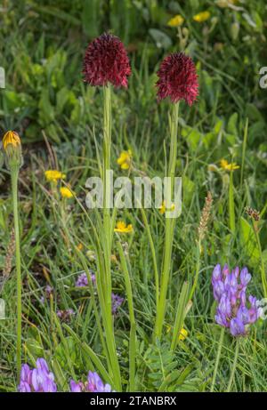 Une orchidée vanille noire, Gymnadenia nigra ssp austriaca, en fleur dans les Alpes françaises. Banque D'Images