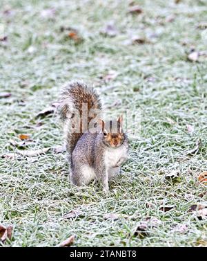 Brighton Royaume-Uni 2 décembre 2023 - Un écureuil gris chasse à la nourriture par une matinée glaciale dans Queens Park Brighton après une autre nuit glaciale dans tout le Royaume-Uni : Credit Simon Dack / Alamy Live News Banque D'Images